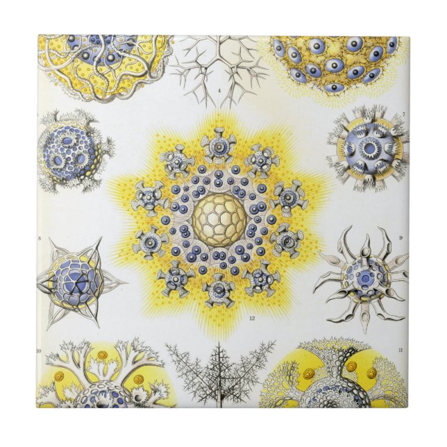 Azulejo De Cerâmica Haeckel Polycyttaria (Frente)