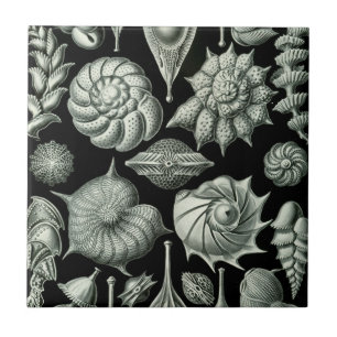 Azulejo De Cerâmica Haeckel Thalamophora
