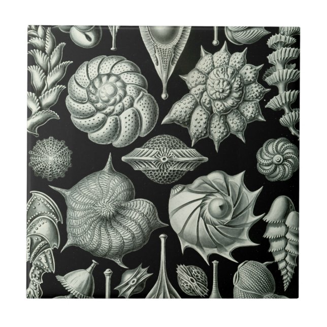 Azulejo De Cerâmica Haeckel Thalamophora (Frente)