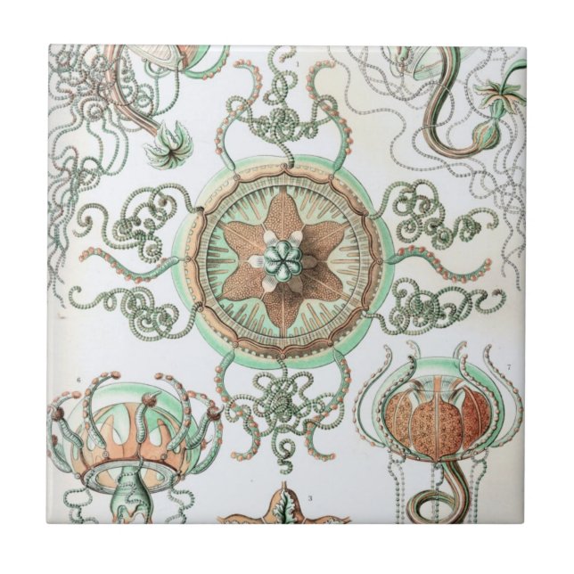 Azulejo De Cerâmica Haeckel Trachomedusae (Frente)