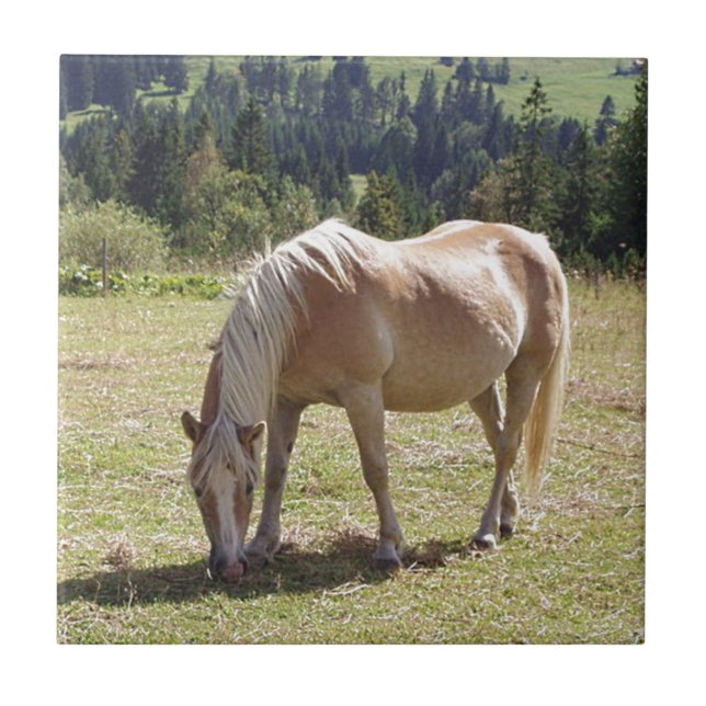 Azulejo De Cerâmica Haflinger Palomino Pony no Verão Pasture Foto (Frente)