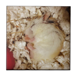 Azulejo De Cerâmica Hamster do sono Roborovski