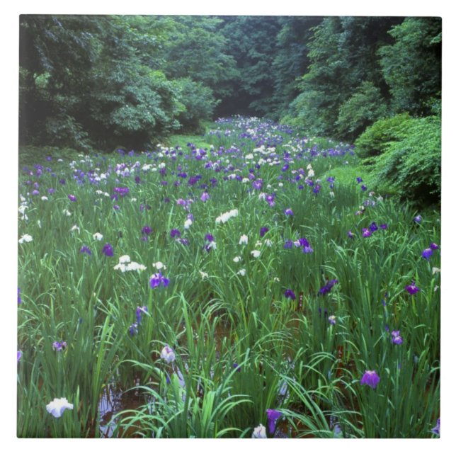 Azulejo De Cerâmica Hana Shobu (Japonês Water Iris), Santuário Meiji, (Frente)