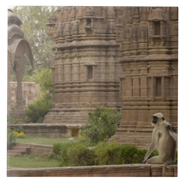 Azulejo De Cerâmica Hanuman Langurs ou Black-Face, Common ou Cinza (Frente)