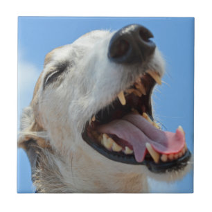 Azulejo De Cerâmica Happy Greyhound Smiling Face Fechada