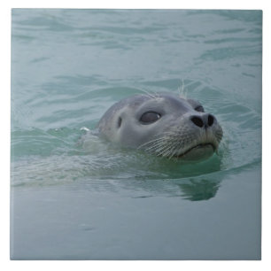 Azulejo De Cerâmica Harbor Seal nadando no lago glacial de Jokulsarlon