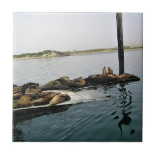 Azulejo De Cerâmica Harbor Seals, Morro Bay, Califórnia