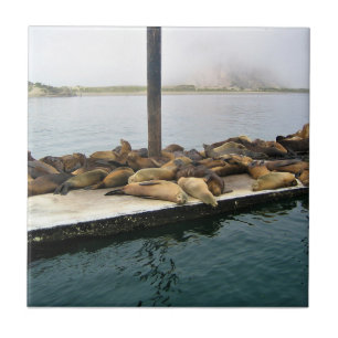 Azulejo De Cerâmica Harbor Seals, Morro Bay, Califórnia