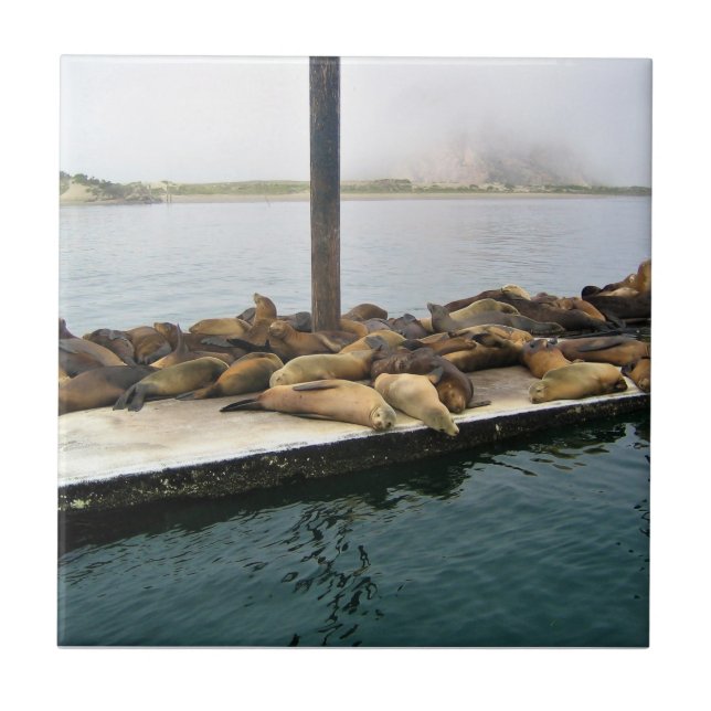 Azulejo De Cerâmica Harbor Seals, Morro Bay, Califórnia (Frente)