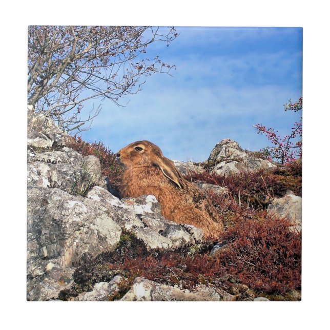 AZULEJO DE CERÂMICA  HARE (Frente)