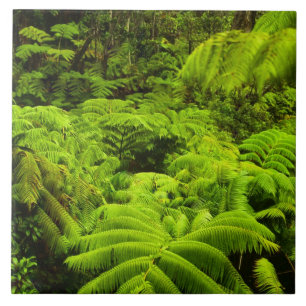 Azulejo De Cerâmica Havaí, Ilha Grande, Vegetação tropical exuberante
