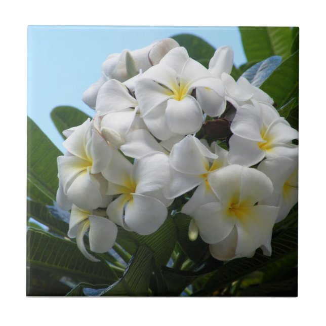 Azulejo De Cerâmica Hawaii Plumeria (Frente)