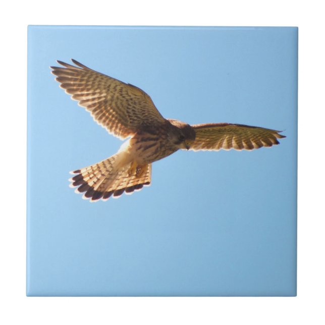 Azulejo De Cerâmica Hawk (Frente)