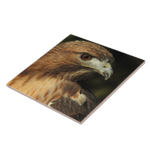 Azulejo de cerâmica Hawk de cauda vermelha