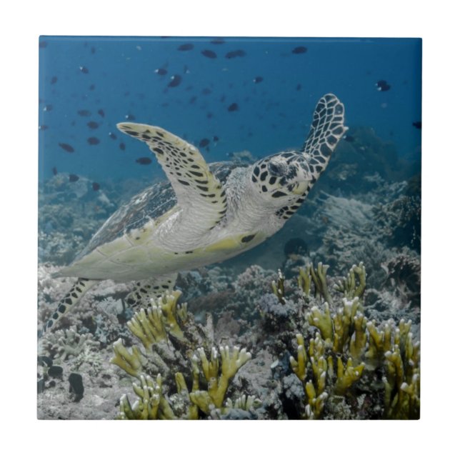 Azulejo De Cerâmica Hawksbill Sea Turtle Natação (Frente)