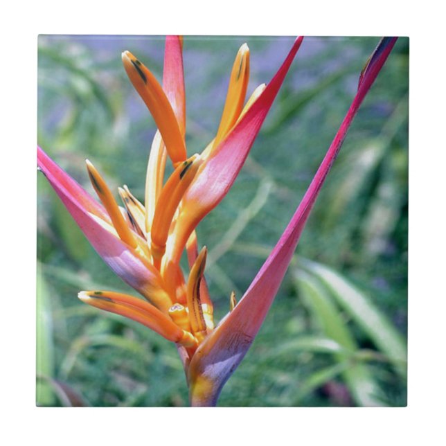 Azulejo De Cerâmica Heliconia Flower melhorada (Frente)