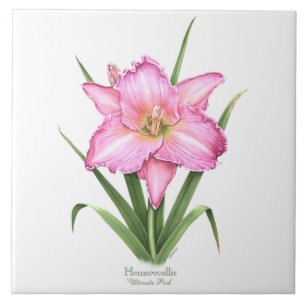 Azulejo De Cerâmica Hemerocallis - rosa final
