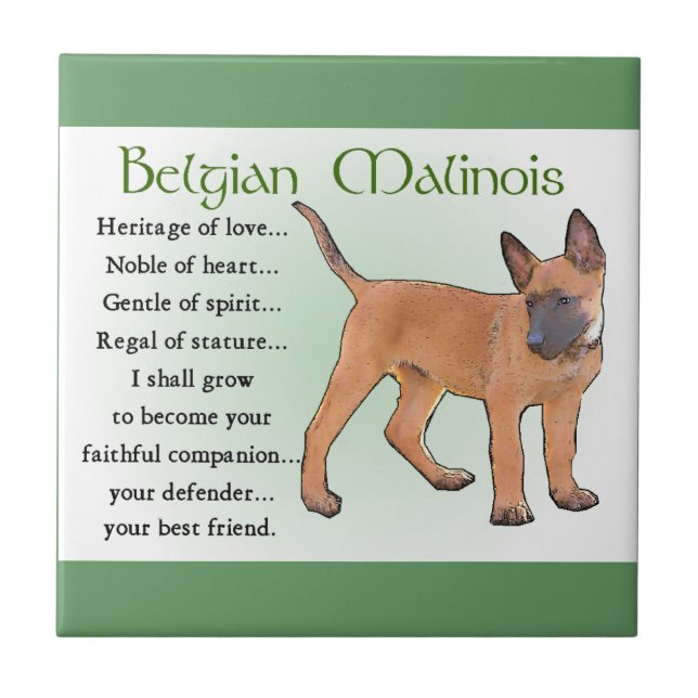 Azulejo De Cerâmica Herança do Amor, Malinois Belga (Frente)