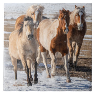 Azulejo De Cerâmica Herd of Mixed Breed Horses Running in the Snow
