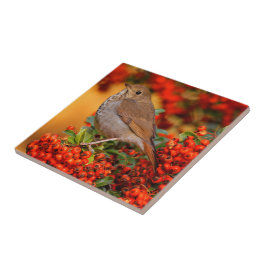 Azulejo De Cerâmica Hermit Thrush Songbird no espinho-de-espinho