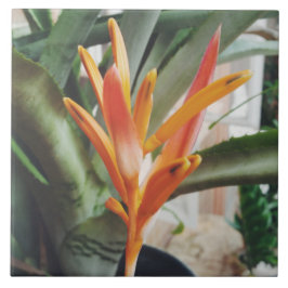 Azulejo De Cerâmica Hétero Perene de Heliconia Beak do Papagaio