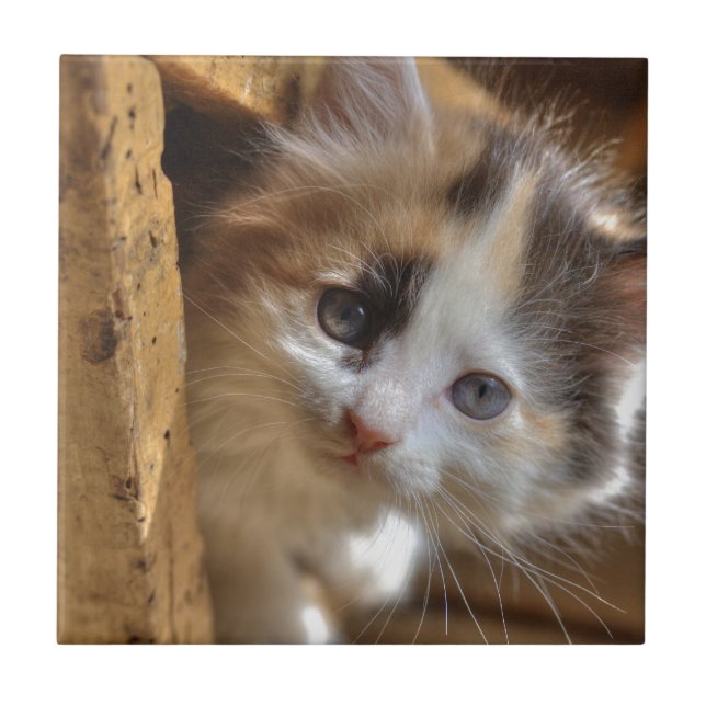 Azulejo De Cerâmica Heterochromia Calico Kitten (Frente)