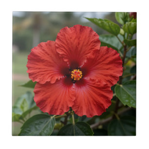 Azulejo De Cerâmica Hibisco Tropical Vermelho Vibrante em Flor