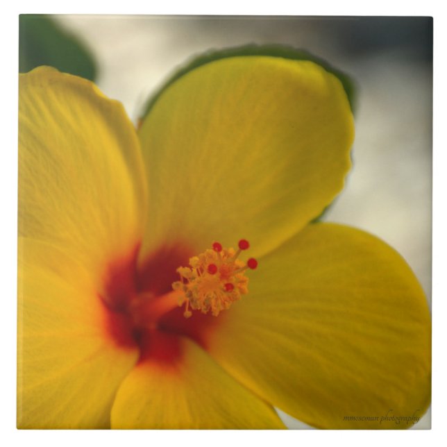 Azulejo De Cerâmica Hibiscus Amarelo (Frente)