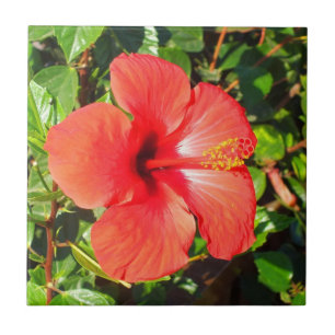 Azulejo De Cerâmica Hibiscus vermelho