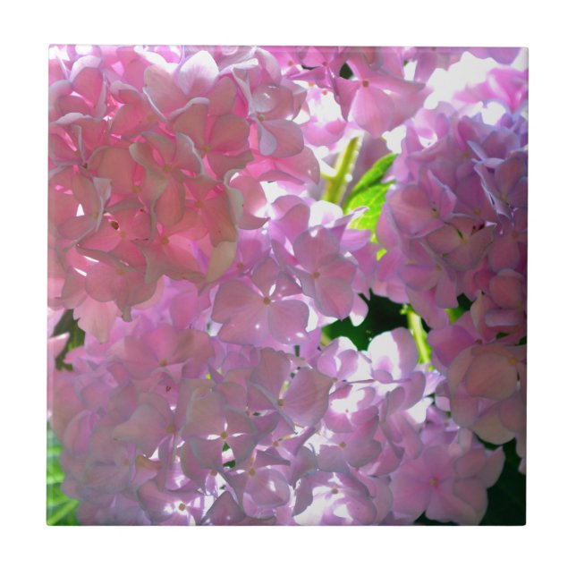 Azulejo De Cerâmica Hidrampas Rosa Radiantes, flores cor-de-rosa, flor (Frente)