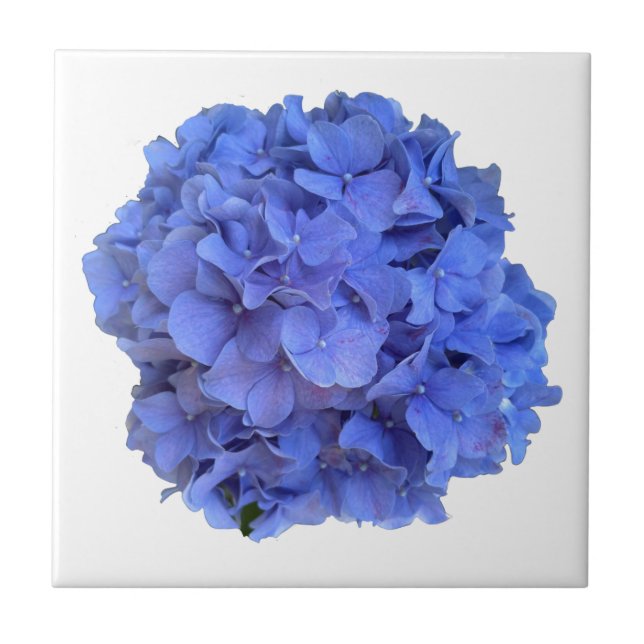Azulejo De Cerâmica Hídrangas florais do periwinkle azul Elegante (Frente)
