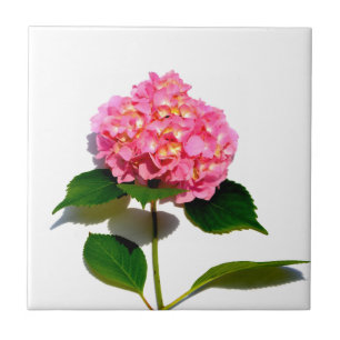 Azulejo De Cerâmica Hidrangea Rosa