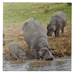 Azulejo De Cerâmica Hipopótamo, Hippopotamus amphibius, Serengeti