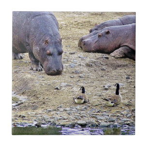 AZULEJO DE CERÂMICA HIPPOS