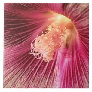 Azulejo De Cerâmica Holly Hock no Sol da Noite