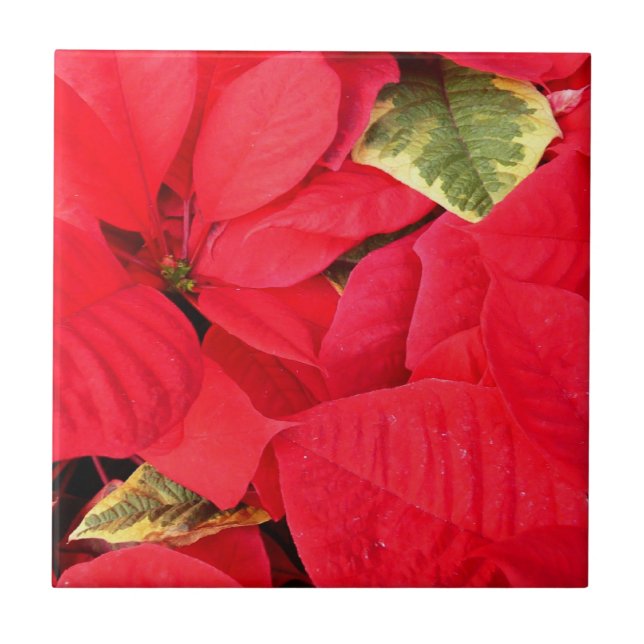 Azulejo De Cerâmica Holly Point Poinsettias Holiday Floral (Frente)