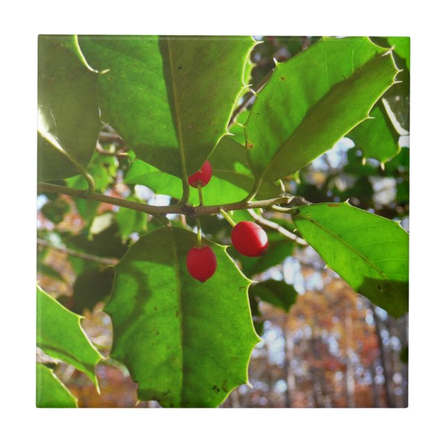 Azulejo De Cerâmica Holly Sai do Feriado II Botânico (Frente)