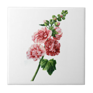Azulejo De Cerâmica Hollyhock cor-de-rosa seleccionado da natureza
