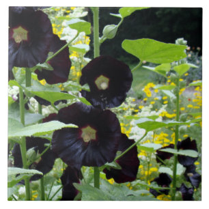 Azulejo De Cerâmica Hollyhocks pretos