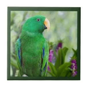 Azulejo De Cerâmica Homem do papagaio de Eclectus