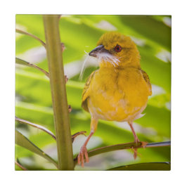 Azulejo De Cerâmica Hora de construir o ninho