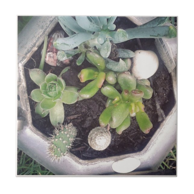 Azulejo De Cerâmica Hora do chá? Uma chaleira plantada (Frente)