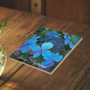 Azulejo De Cerâmica Hortênsia Azul Lacecap Floral