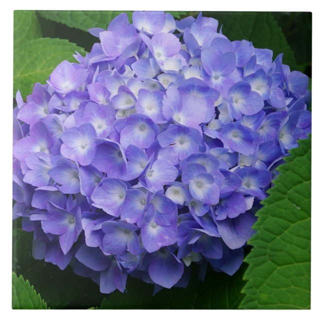 Azulejo De Cerâmica Hortênsia Lavanda (Frente)