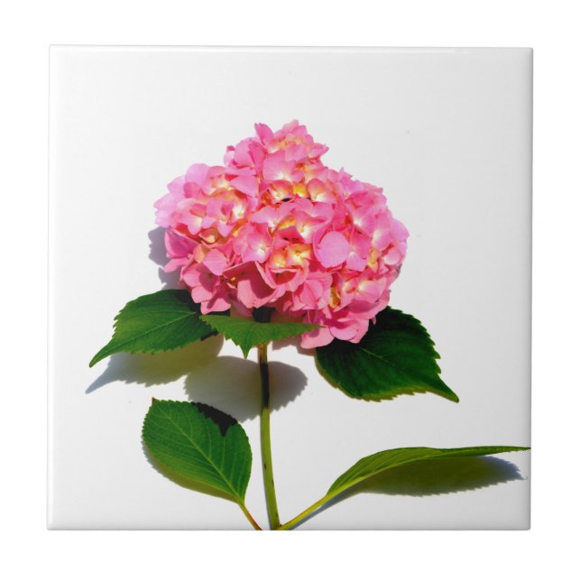 Azulejo De Cerâmica Hortênsia rosa floral rosa flor (Frente)
