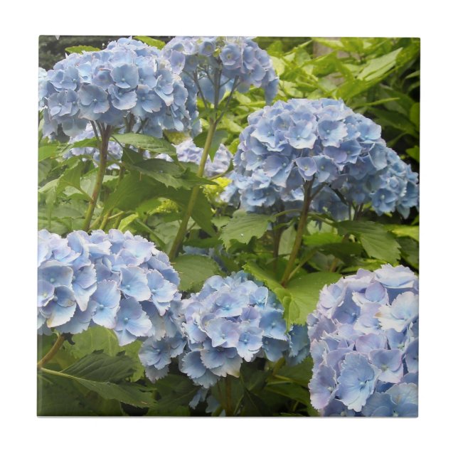 Azulejo De Cerâmica Hortênsias Azuis Profundas (Frente)