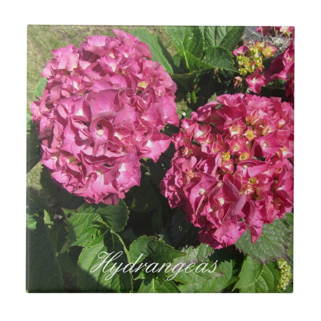 Azulejo De Cerâmica Hortênsias Rosa (Frente)