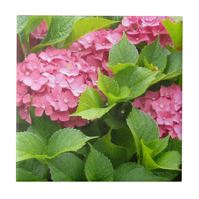 Azulejo De Cerâmica Hortênsias Rosa Intenso (Frente)