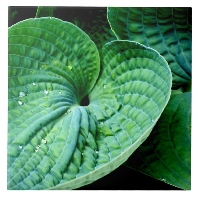 Azulejo De Cerâmica Hosta Heart (Frente)