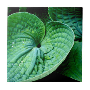 Azulejo De Cerâmica Hosta Heart